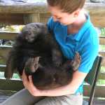 Wombat