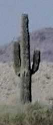 Arizona style cactus