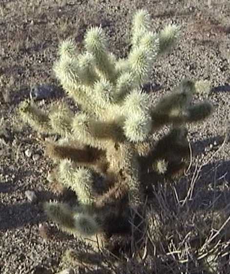 Cholla cactus