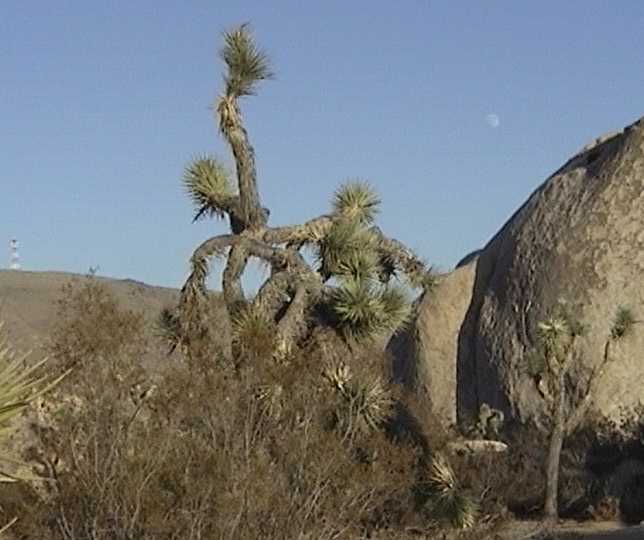 Joshua tree