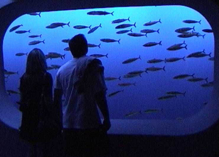 Wacthing the mackerels