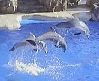 Dolphins at Sea World